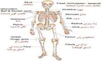 دومین سمینار کشوری نروموسکولو اسکلتال 